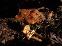 Conocybe rugosa image