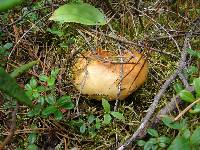 Russula decolorans image