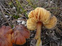 Hygrocybe conicoides image