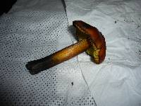 Hygrocybe nigrescens image