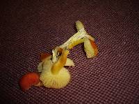 Hygrocybe obrussea image