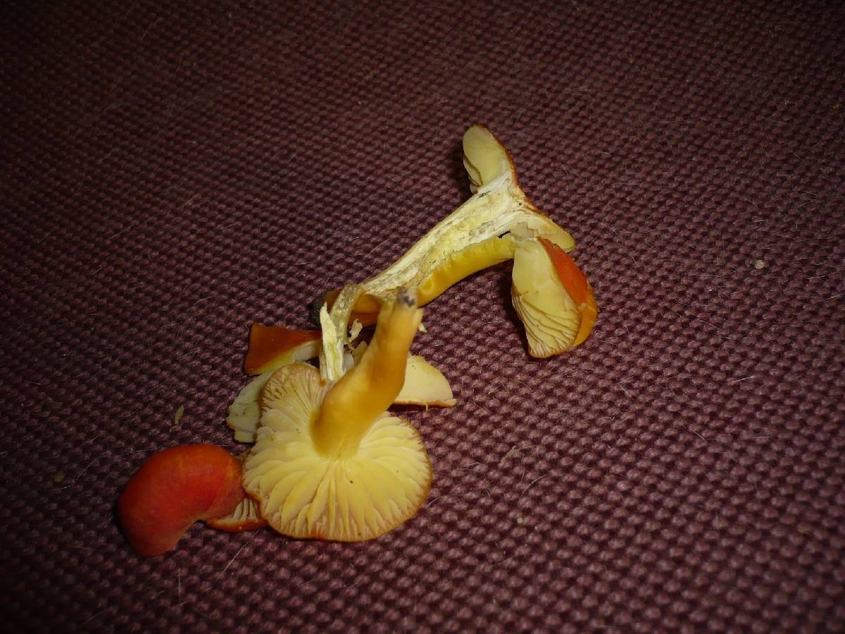 Hygrocybe obrussea image
