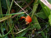 Hygrocybe mucronella image