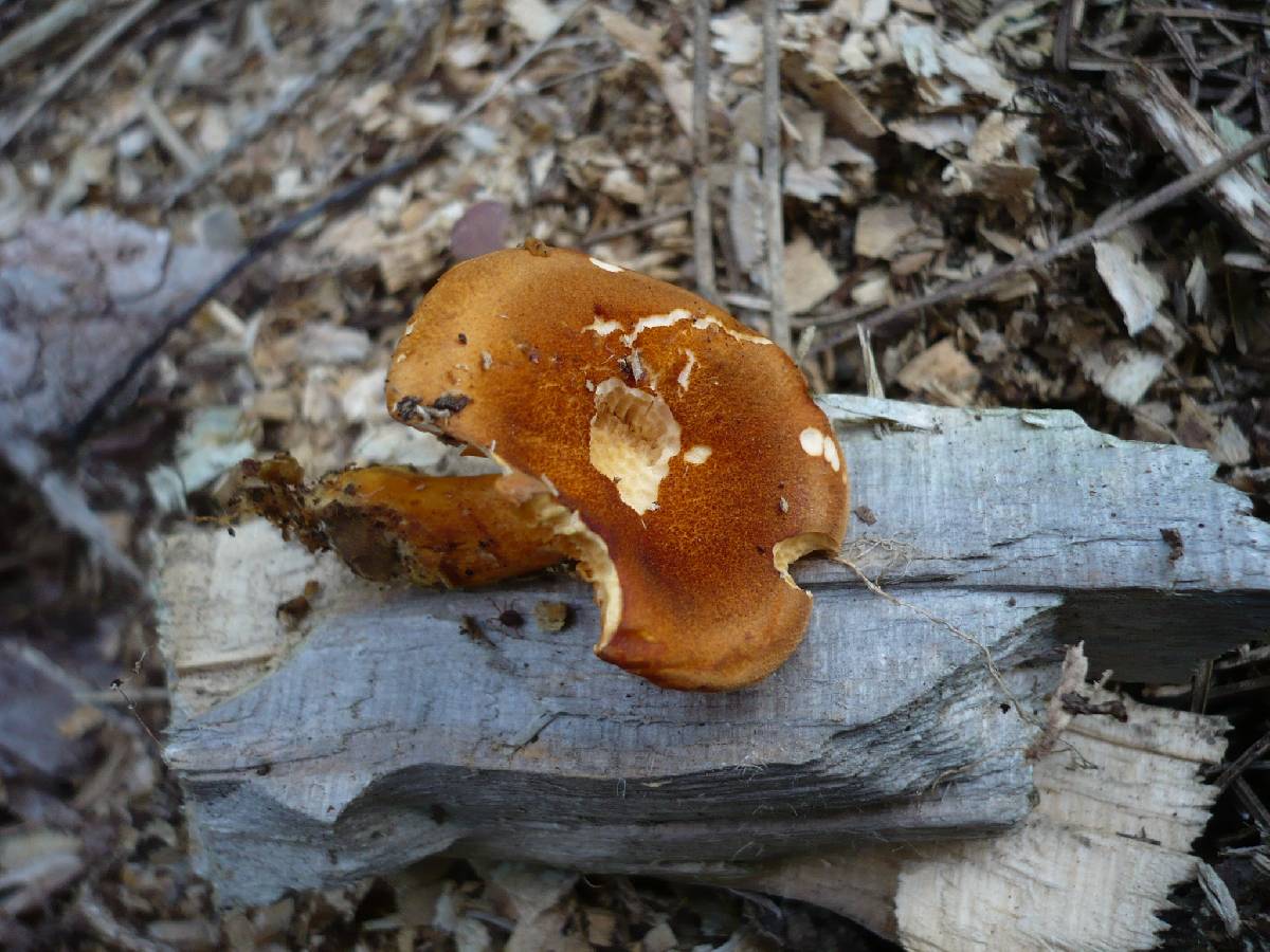 Hygrophoropsis rufa image