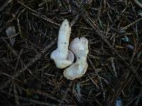 Hygrophorus purpurascens image