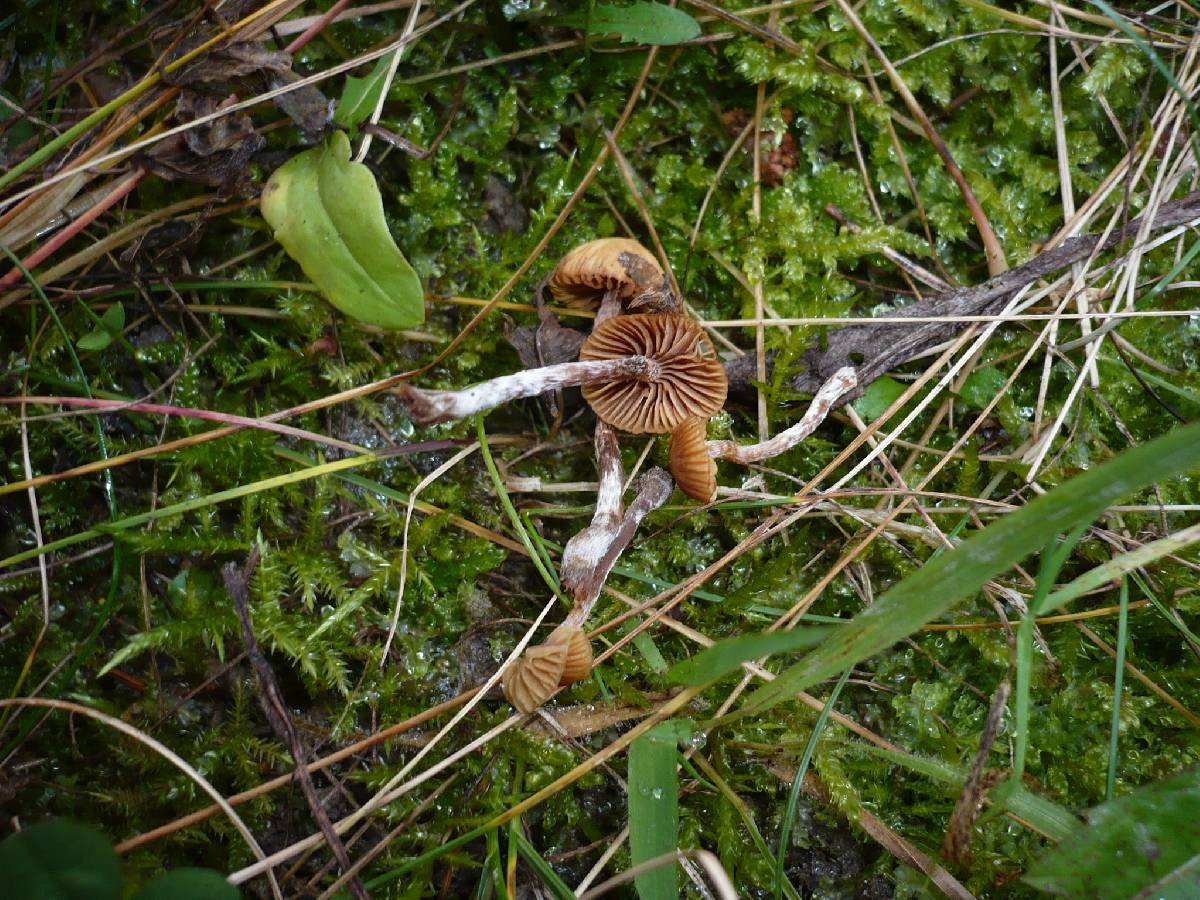 Galerina nana image