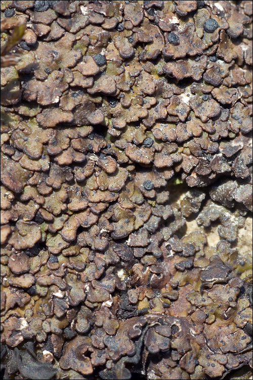 Romjularia lurida image