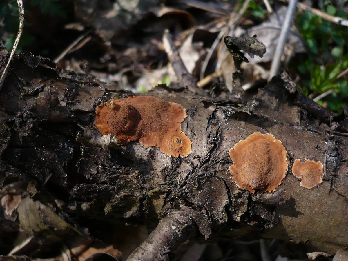 Hypoxylon ticinense image