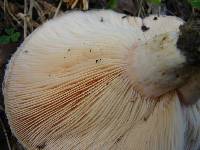 Lactarius torminosus image