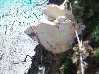 Oxyporus populinus image