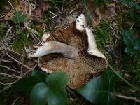 Inocybe corydalina image