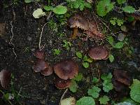 Inocybe nitidiuscula f. nitidiuscula image