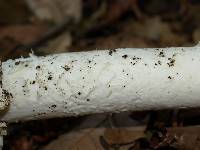 Amanita vernicoccora image