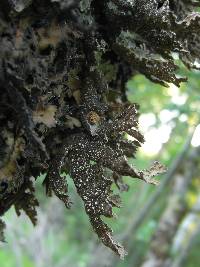 Pseudocyphellaria granulata image