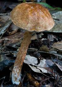 Austroboletus lacunosus image