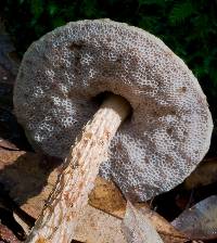 Austroboletus lacunosus image