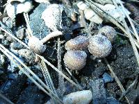 Psathyrella pennata image