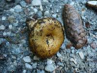 Lactarius scrobiculatus image