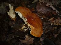 Lactarius volemus image