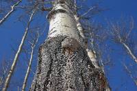 Phellinus tremulae image