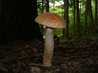 Leccinum aurantiacum image