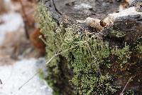 Cladonia chlorophaea image