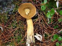 Suillus tomentosus image