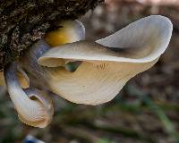 Omphalotus nidiformis image