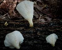 Omphalotus nidiformis image