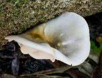 Omphalotus nidiformis image