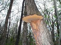 Phellinus robiniae image