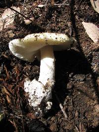 Amanita vernicoccora image