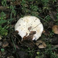 Agaricus albolutescens image