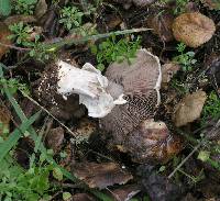 Agaricus albolutescens image