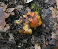 Hygrocybe acutoconica image