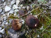 Lycoperdon umbrinum image