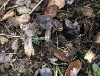 Helvella lacunosa image
