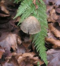 Psathyrella longipes image