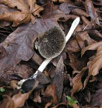 Psathyrella longipes image