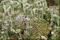 Cladonia chlorophaea image