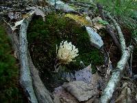 Tremellodendron pallidum image