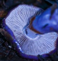 Cortinarius archeri image