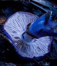 Cortinarius archeri image