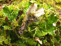 Peltigera leucophlebia image