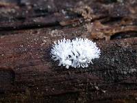 Ceratiomyxa fruticulosa var. fruticulosa image