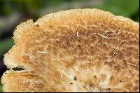 Polyporus tuberaster image