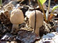 Panaeolus semiovatus image