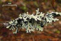 Hypogymnia physodes image