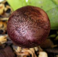 Gymnopilus luteofolius image