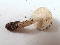 Hygrophorus roseobrunneus image